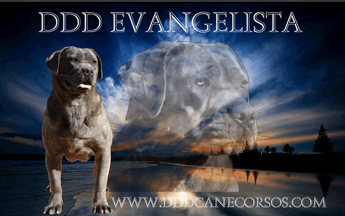 DDDawgs Evangelista