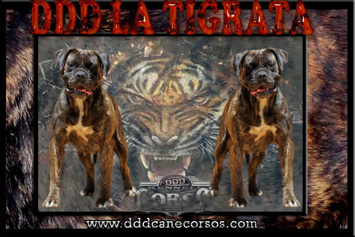 DDDawgs La Tigrata