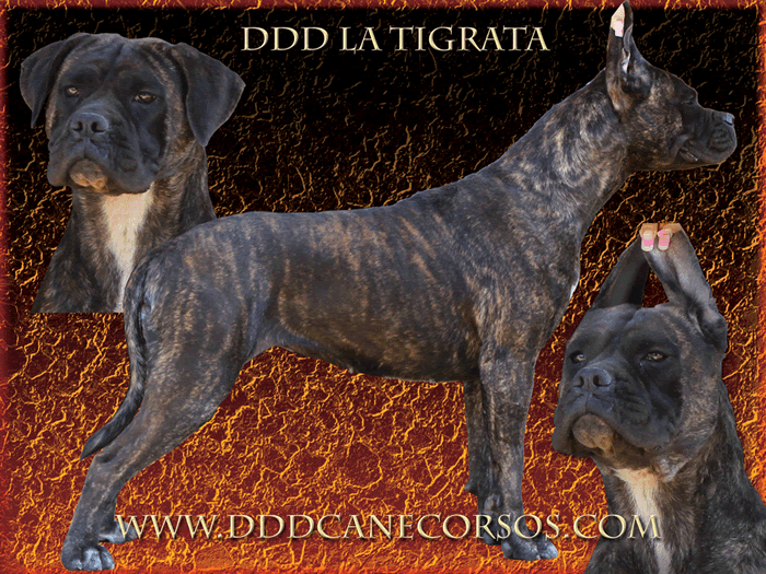 DDDawgs La Tigrata