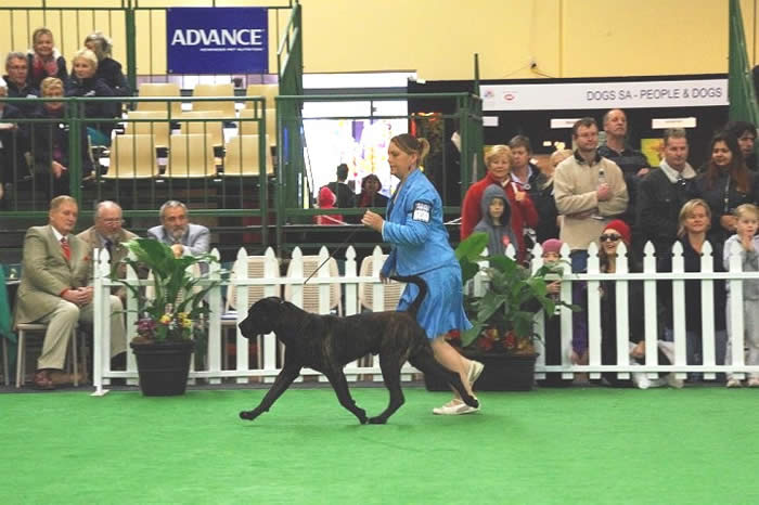 Itacor Fabio Royal Adelaide Show