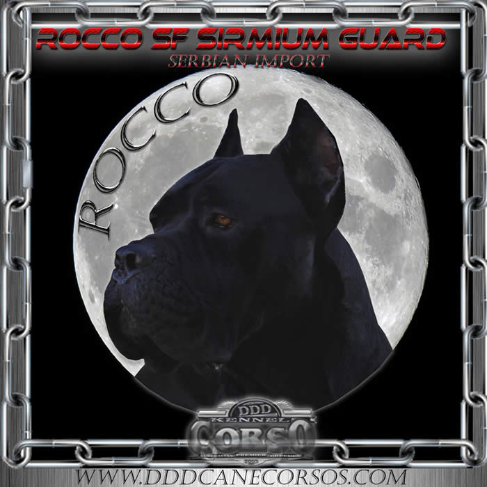 Rocco SF Sirmium Guard (Serbian Import)