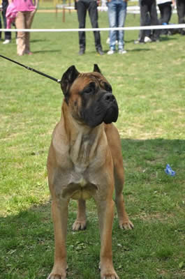 CH. Sforza Leone  Serbian Import (Frozen Semen)