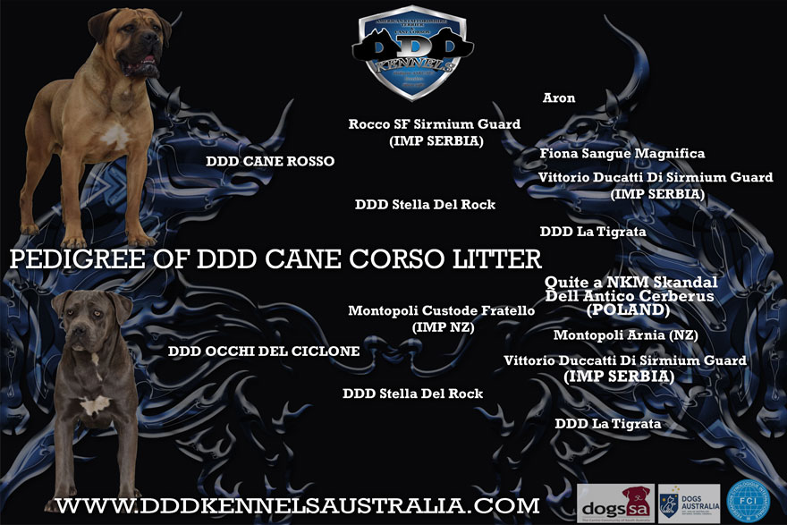 DDD CANE ROSSO X DDD OCCHI DI CICLONE PEDIGREE